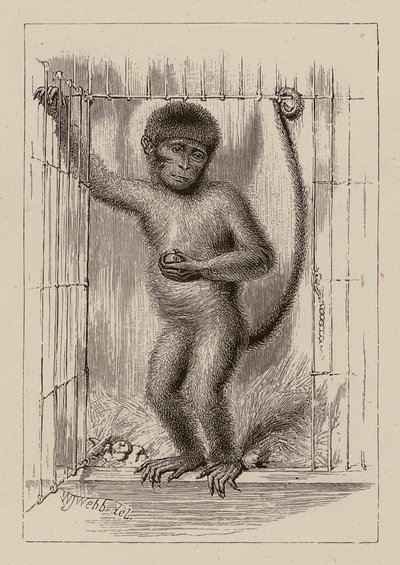 Neekeri-apina (kaiverrus) tekijältä William James Webbe