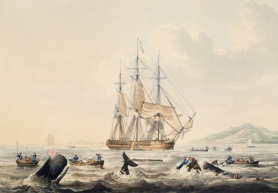 Valaanpyynti Etelämerellä, kaiverrus William John Huggins (1781-1845), 44x57 cm tekijältä William John Huggins