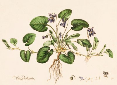 Sweet Violet, c1770-1790. tekijältä William Kilburn