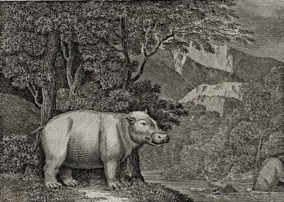 Hyväntoivon niemen virtahepo, julkaistu julkaisussa "Yleinen maailmankuva", 1807 tekijältä William Marshall Craig