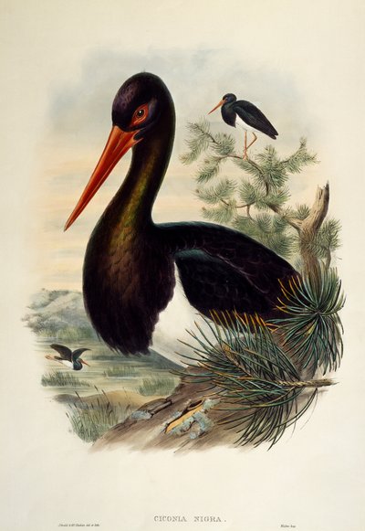 Musta haikara (Ciconia nigra), litografia Birds of Britainista tekijältä William Matthew Hart