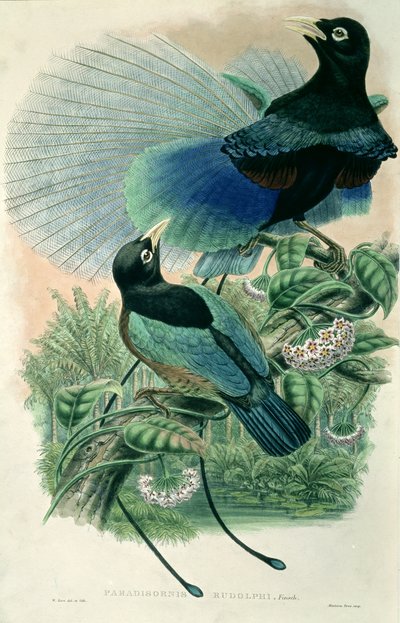 Sininen paratiisin lintu (väri litho) tekijältä William Matthew Hart