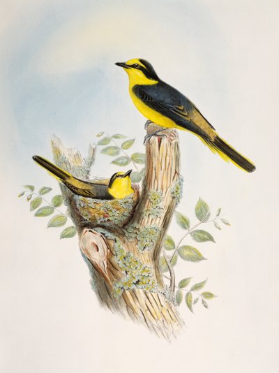 Ruskearunkoinen minivet (Pericrocotus cantonensis), litografia Birds of Asiasta tekijältä William Matthew Hart