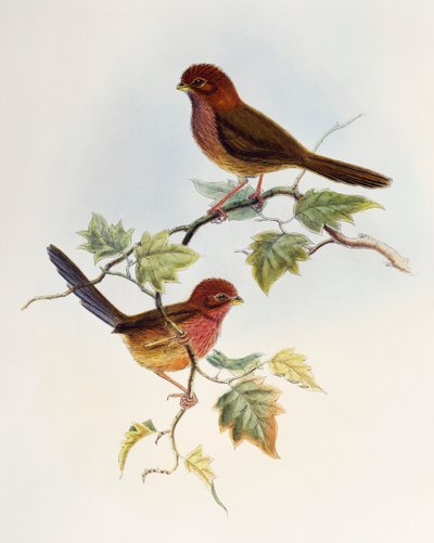 Ruskeasiipinen papukaijannokka (Paradoxornis brunneus), litografia Aasian linnuista tekijältä William Matthew Hart