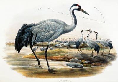Harvakurkku (Grus cinerea), litografia Birds of Great Britain -järjestöstä tekijältä William Matthew Hart