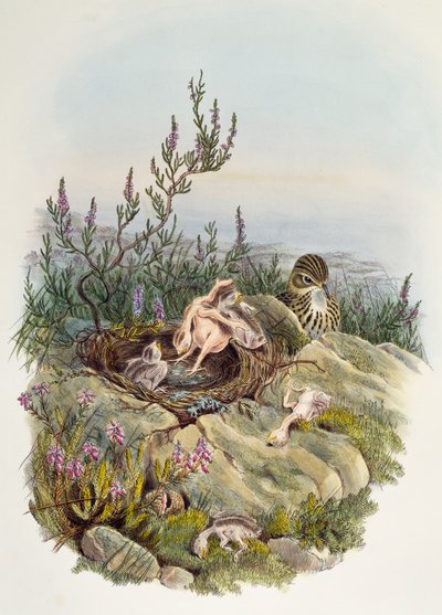 Common Cuckoo, kirjoittanut John Gould (1804-1881), litografia William Matthew Hart (1830-1908), Yhdistynyt kuningaskunta tekijältä William Matthew Hart