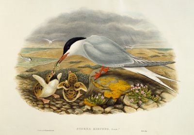 El xatrac comú (Sterna hirundo), litografia de Birds of Great Britainfinnish tekijältä William Matthew Hart