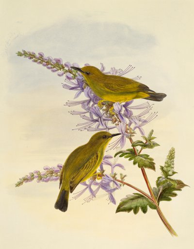 Harmaakurkkuvalkosilmä (Zosterops rendovae), kaiverrus William Matthew Hart (1830-1908), Iso-Britannia tekijältä William Matthew Hart