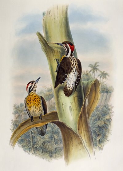 Filippiinien pygmy tikka (Dendrocopos maculatus), litografia Aasian linnuista tekijältä William Matthew Hart