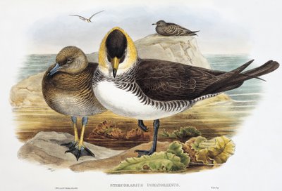 Pomarine Jaeger (Stercorarius pomarinus), litografia Birds of Britain -järjestöstä tekijältä William Matthew Hart