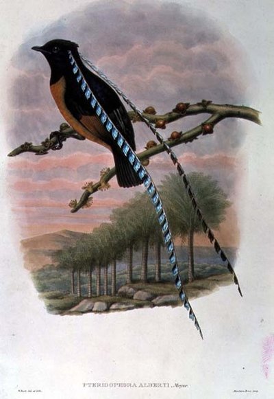 Pteridophora Alberti, Saksin kuningas Paratiisin lintu (väri litho) tekijältä William Matthew Hart