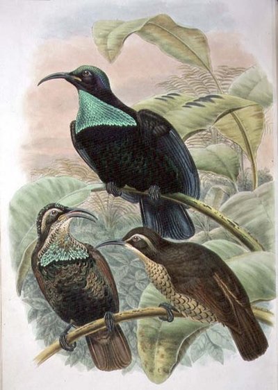 Ptiloris Paradiseus, Kivääri paratiisin lintu (väri litho) tekijältä William Matthew Hart
