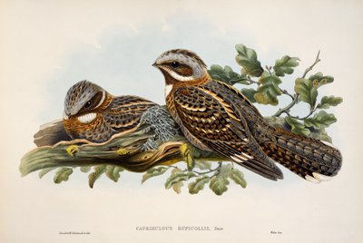 Punakaulainen yökurkku (Caprimulgus ruficollis), litografia Birds of Britain -järjestöstä tekijältä William Matthew Hart