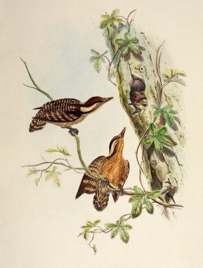 Sunda Woodpecker (Dendrocopos moluccensis), litografia Aasian linnuista tekijältä William Matthew Hart