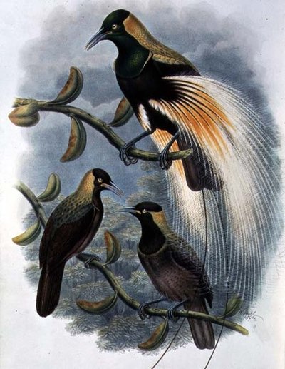 Trichoparadisea Gulielmi (väri litho) tekijältä William Matthew Hart