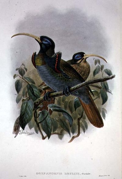 Valkoinen sirppinokka paratiisin lintu (väri litho) tekijältä William Matthew Hart