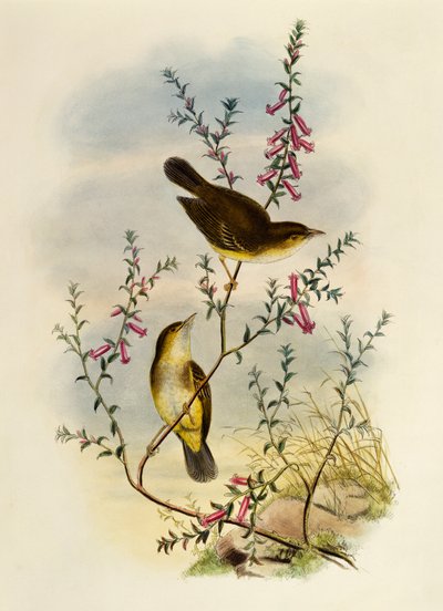 White Spotted Flysiepcher (Pseudogerygone notata), kaiverrus William Matthew Hart (1830-1908), Iso-Britannia tekijältä William Matthew Hart