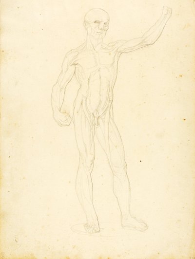 (Ecorche, etukuva) tekijältä William Page