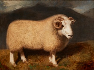 Cheviot Ram (öljy kankaalle) tekijältä William Shiels