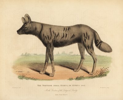 Afrikkalainen metsästyskoira, Lycaon pictus. tekijältä William Smellie