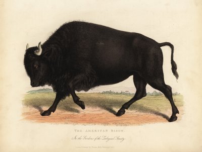 Amerikan biisoni tai puhveli, Bison biisoni. tekijältä William Smellie