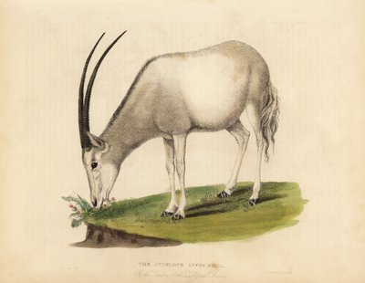 Arabian oryx tai valkoinen oryx, Oryx leucoryx. Haavoittuvainen. tekijältä William Smellie