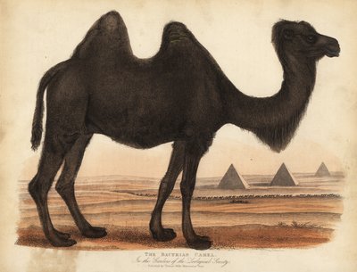 Bactrian kameli, Camelus bactrianus. tekijältä William Smellie