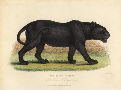 Black Panther, Panthera pardus ja Panthera onca. tekijältä William Smellie