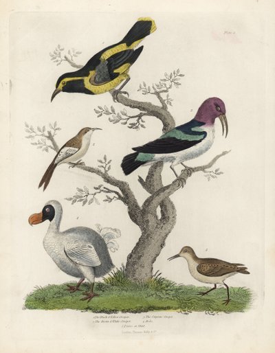 Musta ja keltainen creeper, ruskea ja valkoinen creeper, Certhia americana, Cayenne creeper, Dacnis cayana, Dodo, Raphus cucullatus ja purre tai stint, Calidris alpina. Tuntemattoman taiteilijan käsinvärinen kuparikaiverrus William Smellien Natural Histost tekijältä William Smellie