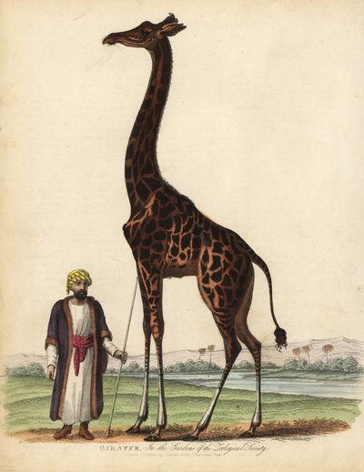 Kirahvi, Giraffa camelopardalis. tekijältä William Smellie
