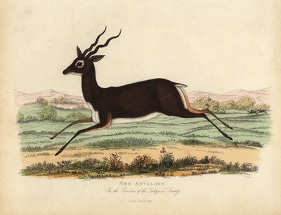 Intian antilooppi tai blackbuck, Antilope cervicapra. tekijältä William Smellie