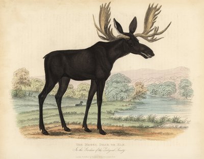 Hirvi tai hirvi, Alces alces. tekijältä William Smellie