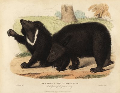 Laiskiainen, Melursus ursinus. Haavoittuvainen. tekijältä William Smellie