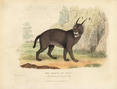 Caracal tai Lynx. tekijältä William Smellie