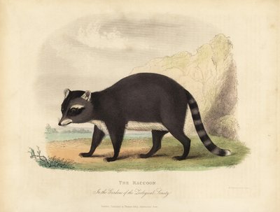 Pesukarhu, Procyon lotor. tekijältä William Smellie