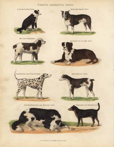 Hyödylliset kotikoirat, Canis lupus familiaris. tekijältä William Smellie