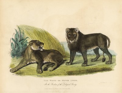 Valkoiset tai hopeiset leijonat, Panthera leo melanochaita. tekijältä William Smellie