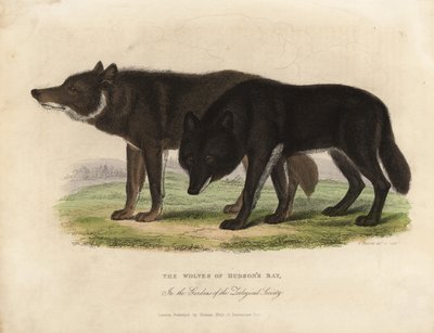 Hudson Bayn sudet, Canis lupus. tekijältä William Smellie