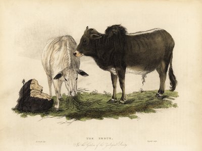 Zebu, Intian Bos. tekijältä William Smellie