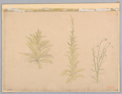 Mullein-kasvien tutkimus tekijältä William Stanley Haseltine