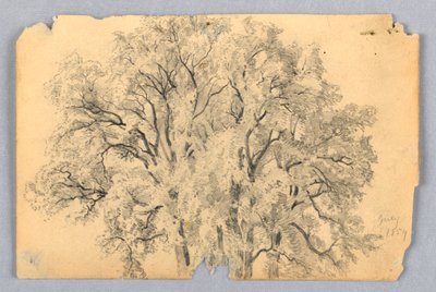 Jalavapuun tutkimus tekijältä William Trost Richards
