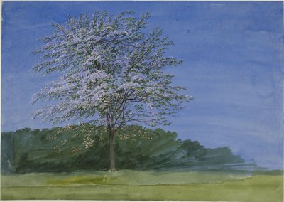 Tutkimus kukkivasta puusta tekijältä Joseph Mallord William Turner