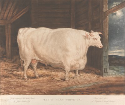 O Durham White Ox / Da raça melhorada Tees Water, / por John Nesham, Esqr. / Criado e alimentado / de Houghton le Spring, Durhamfinnish tekijältä William Ward