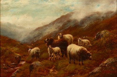 Highland Sheep On a Hillside (öljy kankaalle) tekijältä William Watson