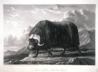 Musk Bull, Melville Island, teoksesta "Journal of a Voyage for the Discovery of a North West Passage from Atlantic to Pacific, esittänyt vuosina 1819-20", William Edward Parry, julkaistu 1821 (kaiverrus) tekijältä William Westall