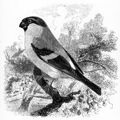 Bullfinch, kuvitus William Yarrellin teoksesta "A History of British Birds", julkaistu ensimmäisen kerran 1843 tekijältä William Yarrell