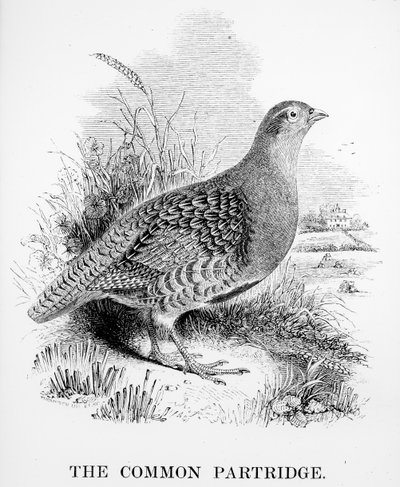 The Common Partridge, kuvitus William Yarrellin teoksesta "A History of British Birds", julkaistu ensimmäisen kerran 1843 tekijältä William Yarrell