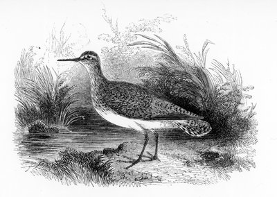 The Common Sandpiper, kuvitus William Yarrellin teoksesta "A History of British Birds", julkaistu ensimmäisen kerran 1843 tekijältä William Yarrell