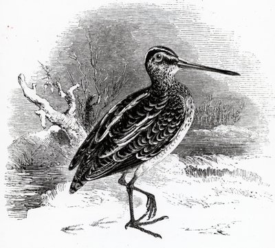 Kuurnaja, kuvitus William Yarrellin teoksesta "A History of British Birds", ensijulkaisu 1843. tekijältä William Yarrell