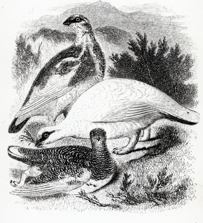 Ptarmigan, kuvitus William Yarrellin teoksesta "A History of British Birds", julkaistu ensimmäisen kerran 1843 tekijältä William Yarrell